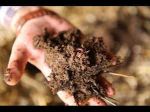 Чем отличается червь Старатель от Калифорнийских червей. Фермер Владимир Бондарь