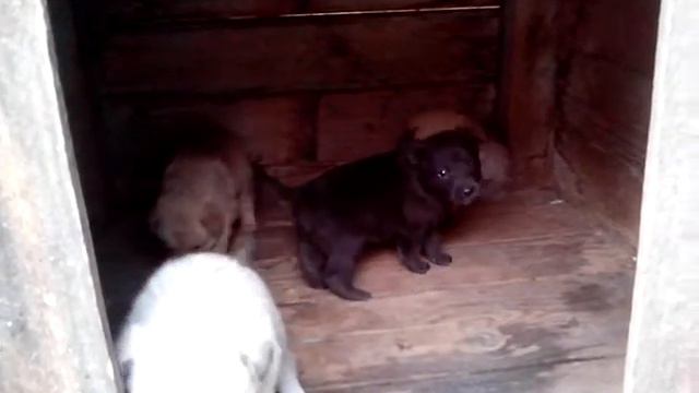 Щенки ищут своих новых хозяев смотреть онлайн