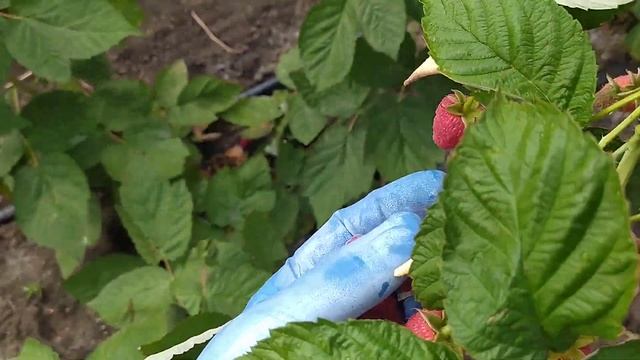 Малина Маргарита ягода крупная и сладкая