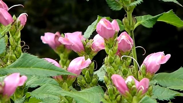 Chelone obliqua смотреть онлайн