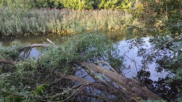 #суздаль Проблемы Жителей ул.Шмидта поваленные деревья в реке и обрушения берега часть 8 смотреть онлайн