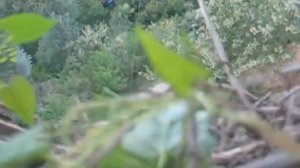 прыжок Медведя