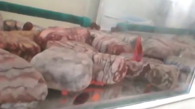 Рыбка гуппи беременна смотреть онлайн