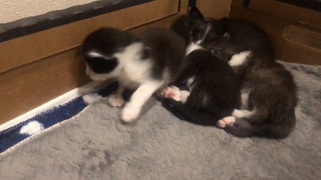 Прикол про котов/Кот ревнует хозяйку к котятам смотреть онлайн