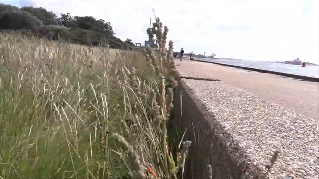 Strandmelde (Atriplex littoralis) - 2016-08-28 смотреть онлайн