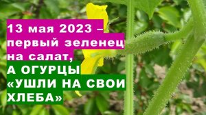 13 мая 2023 - первый зеленец на салат, а огурцы "ушли на свои хлеба"