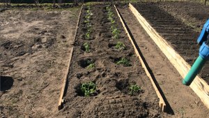 Что надо сделать при посадке рассады помидоров В открытый грунт