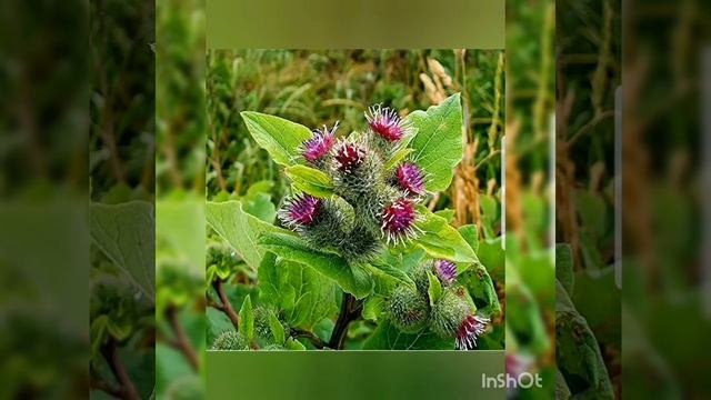 ЛОПУХ.РЕПЕЙНИК. ЛЕКАРСТВЕННОЕ РАСТЕНИЕ.