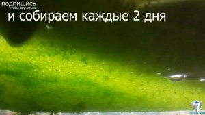 корм Вольфия, Wolffia, How to make fish food, cómo hacer alimento para peces, 如何使魚飼料