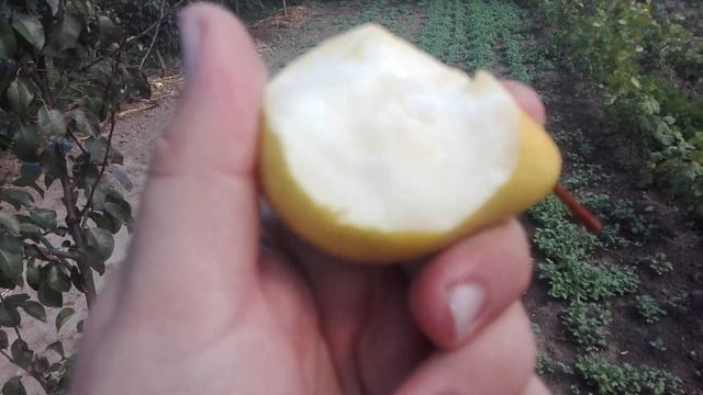 ГРУША ПОЗДНЕЛЕТНЯЯ СОРТ ЧИЖОВСКАЯ (РОССИЯ) смотреть онлайн