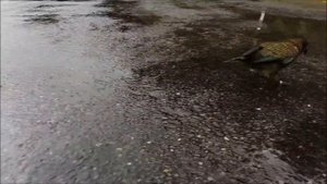 Дикие попугаи в Новой Зеландии