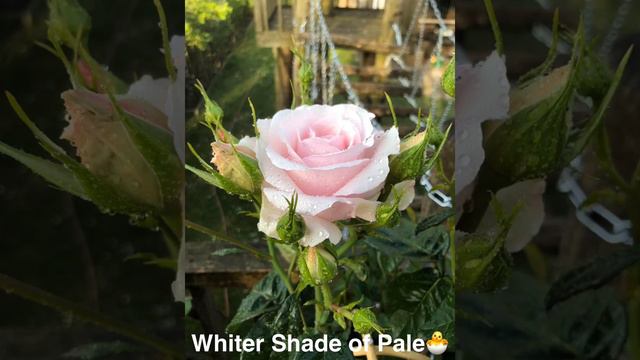 Whiter Shade of Pale