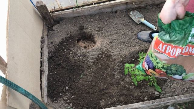 Посадка рассады  помидоров в теплицу Основные советы Для хорошего урожая