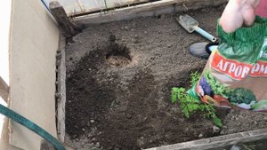 Посадка рассады  помидоров в теплицу Основные советы Для хорошего урожая