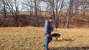 Как научить собаку, что бы она от нас не убегала