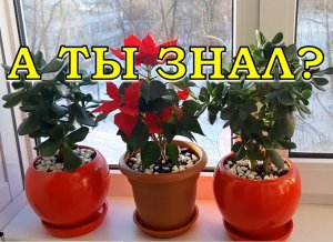 ПУАНСЕТТИЯ: можно ли покупать сейчас этот цветок????