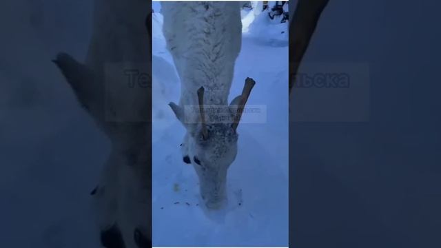 Кормление Оленёнка г Норильск! дорогие мои друзья подписывайтесь на канал дальше будет только лучше!