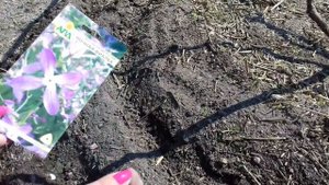 Посев маттиолы двурогой в открытый грунт