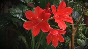 Сура Ясин от порчи,сглаза от всех проблем.Слушать утром и перед сном.Ysin