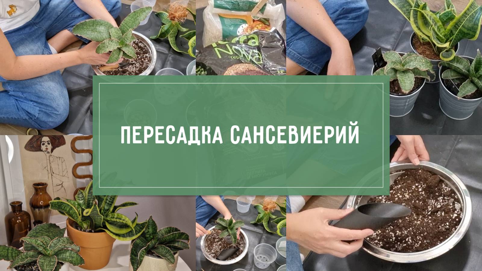 ПЕРЕСАДКА сансевиерий: ГРУНТ, корни, полив.