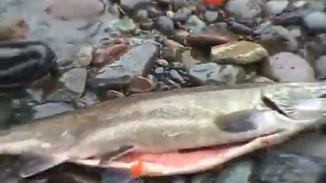 икра красная смотреть онлайн