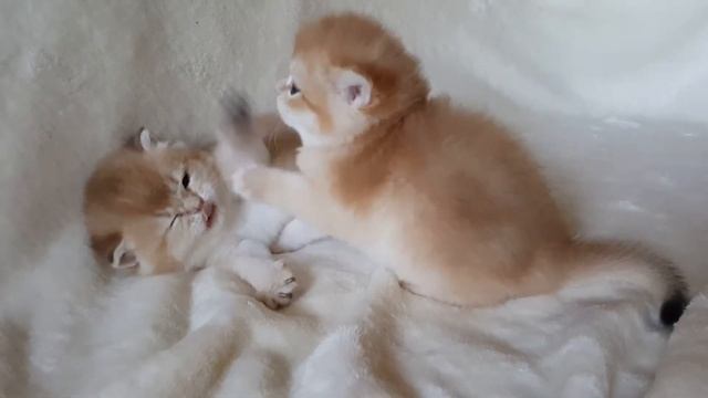 Котята золотая шиншилла