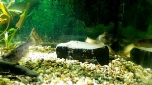 кормление рыб. ( Змееголов, сом Фишера, Полиптерус, Мешкожаберный, Леопардовый сом, Перевертыш)