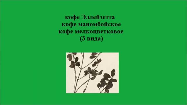 Международная Красная книга. Редчайшие растения. Часть 4