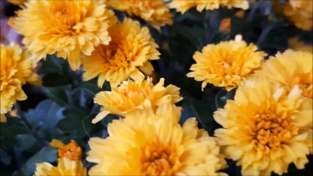 Секреты сохранения хризантем зимой ./Сорта хризантем мультифлор|Сохраняем хризантему до весны!| смотреть онлайн