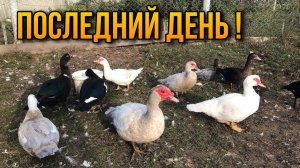 Оптимальные сроки убоя Мускусных уток / Как прошли выходные в деревне