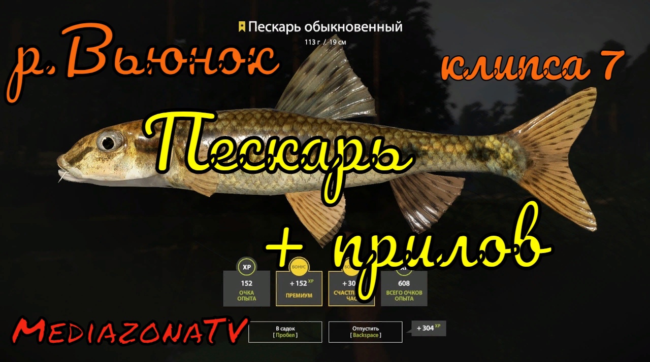 Пескарь на вьюнке. Рр4 пескарь на Вьюнке. Ёрш носарь в русской рыбалке 4 Вьюнок. Вьюн червь для рыбалки.