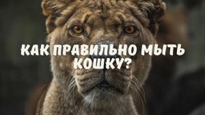 Как правильно мыть кошку?