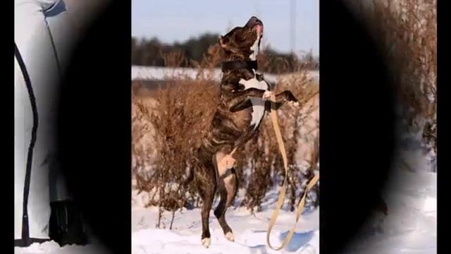 Стаффодом Восточное Кабачок смотреть онлайн