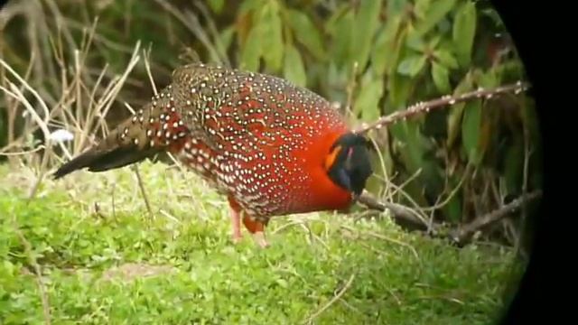 BHUTAN... "BIRDER'S PARADISE" satyr tragopan смотреть онлайн
