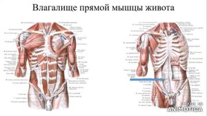 Мышцы живота. Белая линия живота, паховый канал, влагалище прямой мышцы живота.