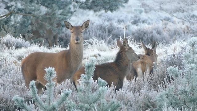 Зимнее вдохновение | Winter inspiration смотреть онлайн