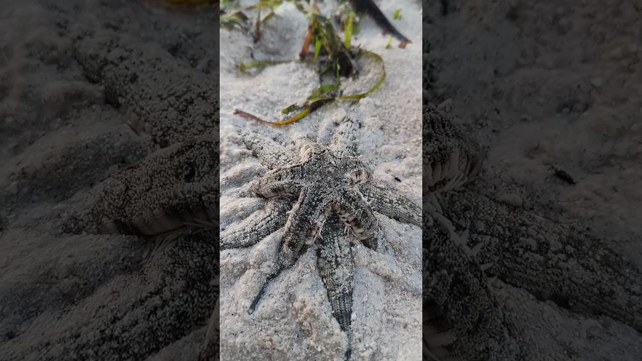 We found sea secrets ️ Filipina and Russian #travel2024 #филиппины #жизньнаострове #boracay #ocean смотреть онлайн