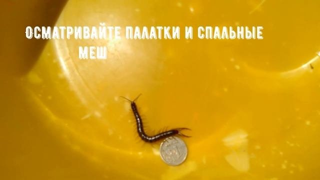 Крымская сколопендра