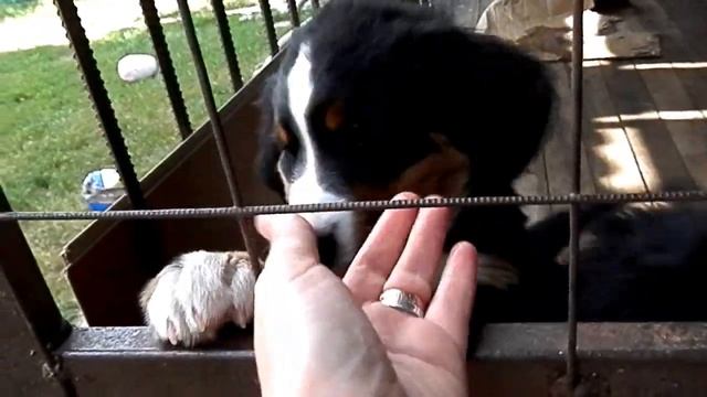 ПЛЮШЕВЫЕ МИШКИ. Puppy Bernese Mountain Dog.Бернский ЗЕННЕНХУНД 2 мес.Odessa. смотреть онлайн