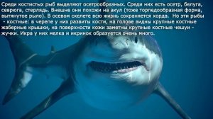 33. Основные систематические группы рыб. Биология 7 класс.  Краткий пересказ.