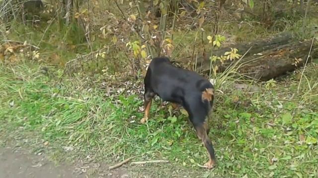 Тест отпугивателя собак смотреть онлайн
