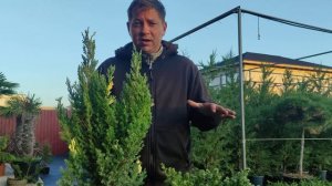 часть вторая.можжевельник посадка и выбор места.