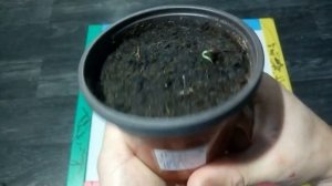 Конфетное дерево(Говения сладкая)