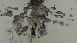 Рыбалка зимой  Ловля со льда щуки и судака