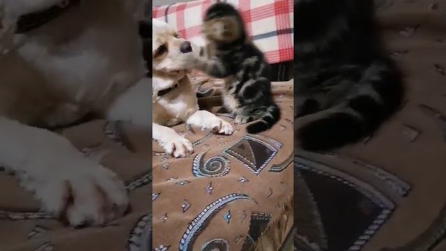 котёнок показывает кто главный в доме