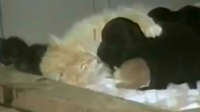 Кошка похитила соседских щенков, только посмотрите зачем она это сделала смотреть онлайн