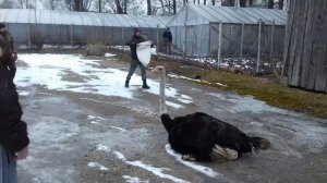 "Охота" на страуса