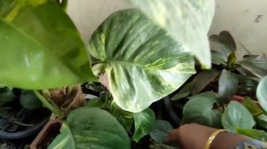 All about philodendron Ceylon gold, Best indoor air purifier plant, Gardening With amna