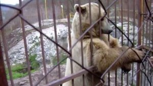 Медведь стесняется и танцует