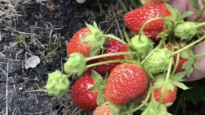 Клубника. Когда ещё не поздно посадить.